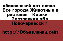 абиссинский кот вязка - Все города Животные и растения » Кошки   . Ростовская обл.,Новочеркасск г.